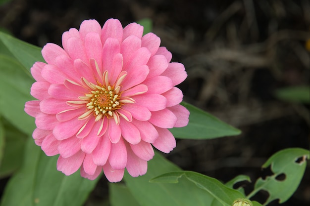 Rosa Zinniablumen im Garten.