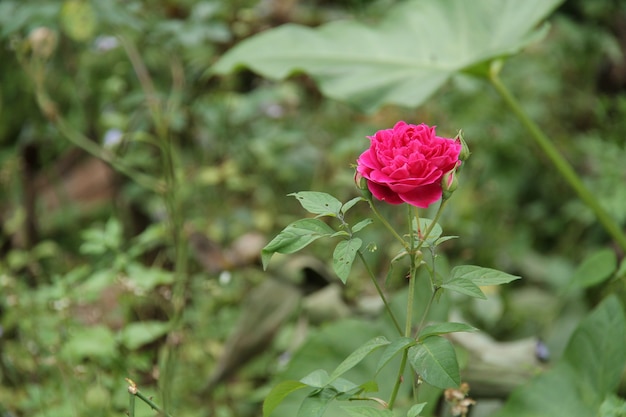 rosa