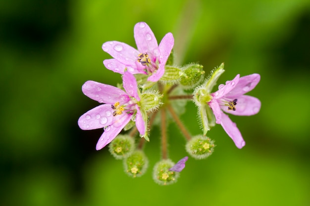 Rosado alho flor