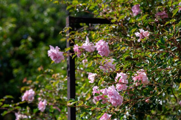 rosado en la pared