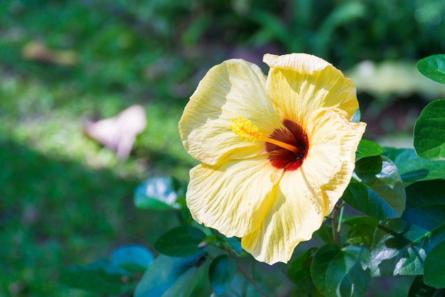 Rosafarbene blume des gelben chinesen im garten.