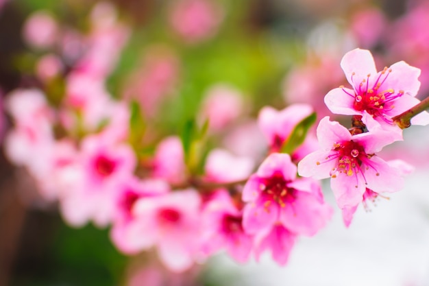 Rosafarbene Blume, die nah oben blüht