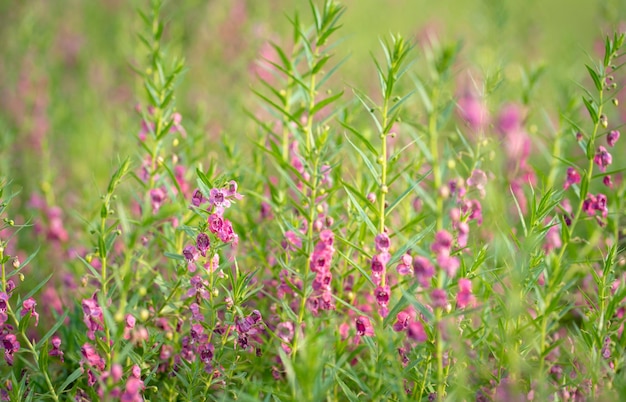 Rosafarbene Blumen auf dem Feld Frühlingskonzept