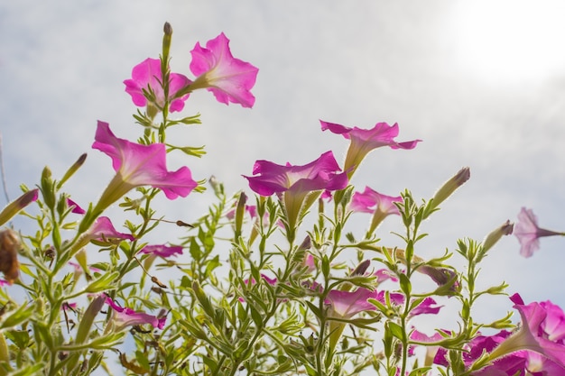 Rosafarbene Blumen gegen Sonnenlicht