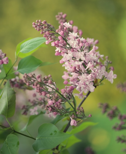 Foto rosafarbene blumen im garten