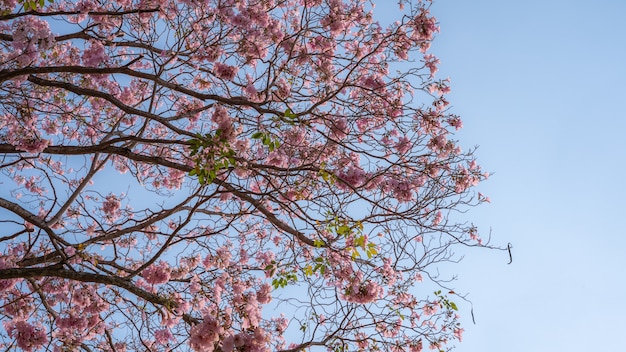 Rosafarbene Blumen (Tabebuia rosea) auf den Zweigen