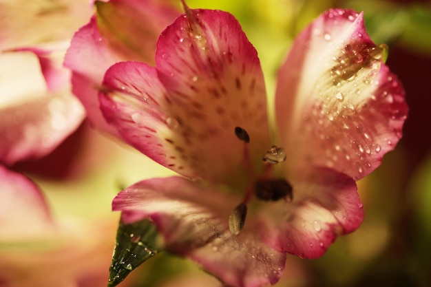 Rosafarbene Blumen