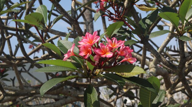 Rosafarbene Frangipani-Blüten, die vor einem strahlend blauen Himmel blühen