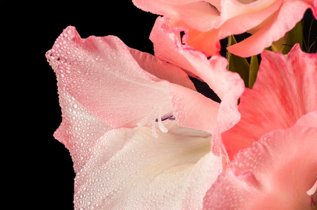 Rosafarbene Gladiolenblüte in Wassertropfen hautnah auf schwarzem Hintergrund