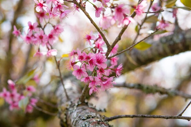 Rosafarbene Kirschblüte oder Sakurablüte