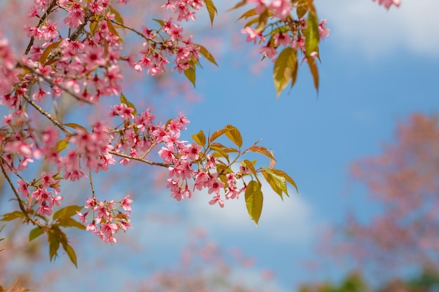 Rosafarbene Kirschblüte oder Sakurablüte