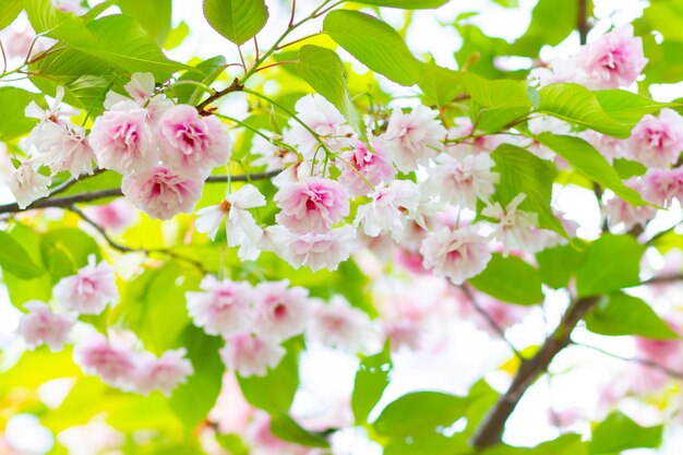 Rosafarbene Kirschblüte Sakura-Blumen in der Sonne Kirschblümchen oder Sakura-Blumen auf verschwommenen