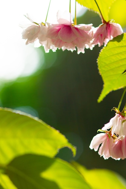 Foto rosafarbene kirschblüte sakura-blumen in der sonne kirschblümchen oder sakura-blumen auf verschwommenen