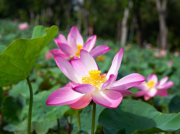 Rosafarbene Lotusblume, die im Teich mit grünen Blättern blüht