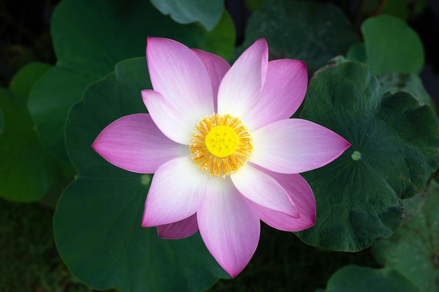 Rosafarbene Lotusblume, die im Teich mit grünen Blättern blüht