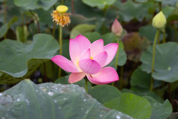 Rosafarbene Lotusblume, die im Teich mit grünen Blättern blüht