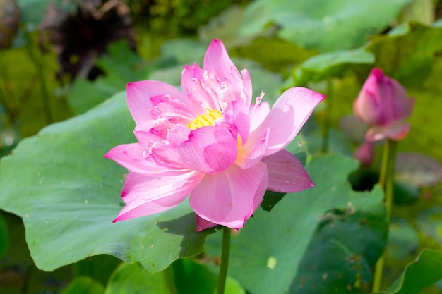 Rosafarbene Lotusblume, die im Teich mit grünen Blättern blüht