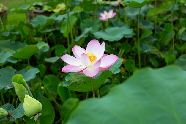 Rosafarbene Lotusblume, die im Teich mit grünen Blättern blüht