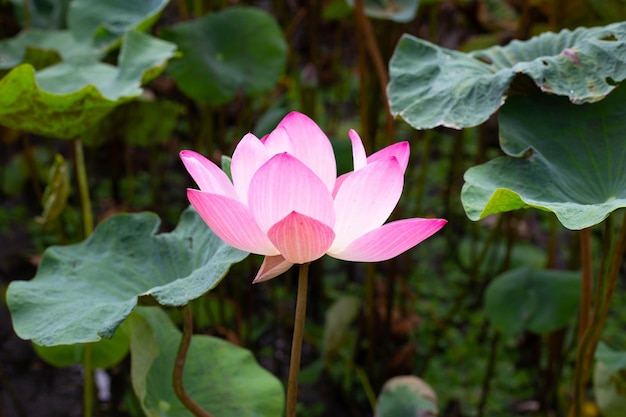 Rosafarbene Lotusblume, die im Teich mit grünen Blättern blüht