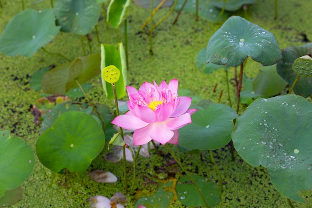 Rosafarbene Lotusblume, die im Teich mit grünen Blättern blüht