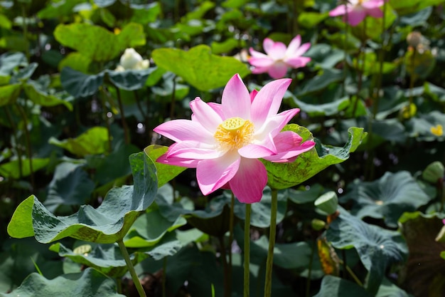 Rosafarbene lotusblume, die im teich mit grünen blättern blüht