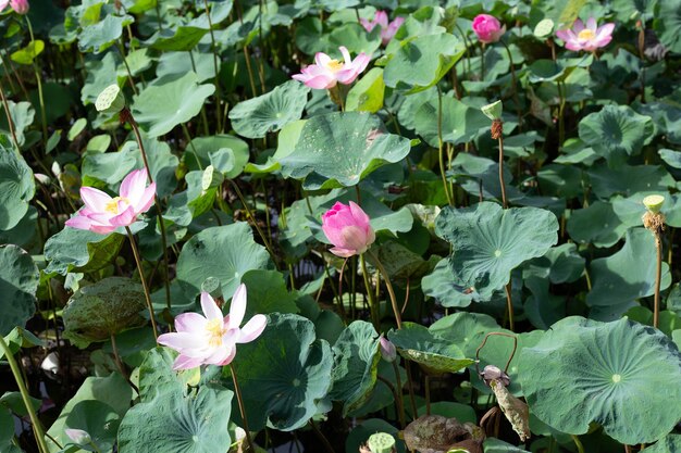 Rosafarbene Lotusblume, die im Teich mit grünen Blättern blüht