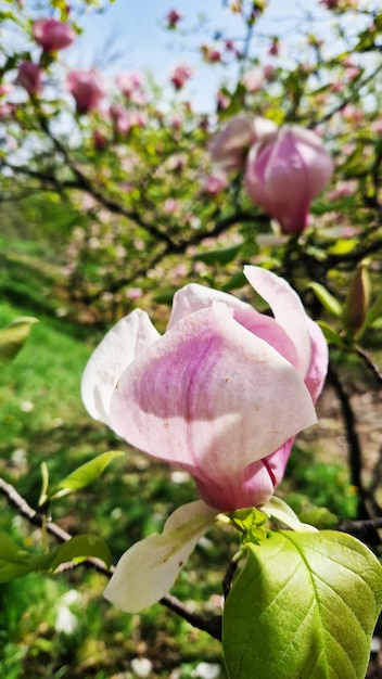 Rosafarbene Magnolieblüten aus der Nähe Elegante und zarte Blüte