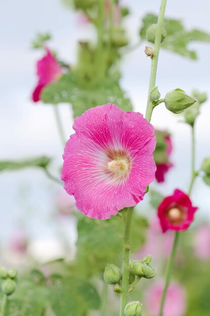 Rosafarbene Malva Alcea rosea im Garten Rose blühende Stockrose