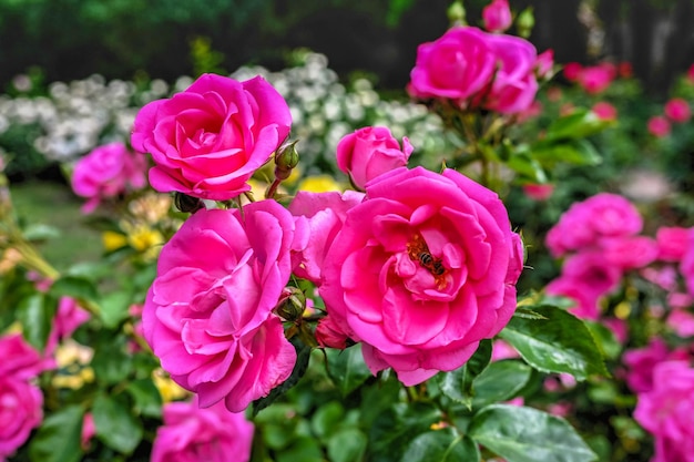 Rosafarbene Maria-Blumen auf grünen Blättern im Hintergrund