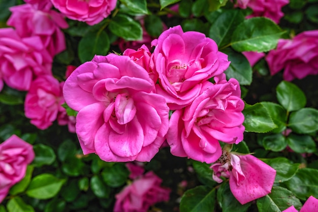 Rosafarbene Maria-Blumen auf grünen Blättern im Hintergrund