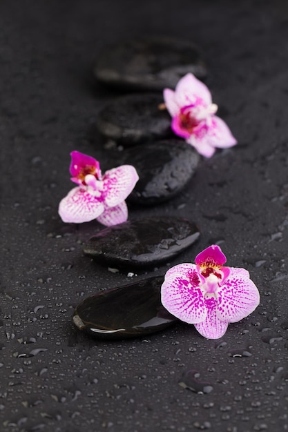 Rosafarbene Orchideenblumen und schwarze Steine auf schwarzem Hintergrund