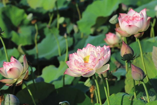 Rosafarbene Pfingstrosen-Lotusblumen blühen im Teich mit grünen Blättern im Hintergrund