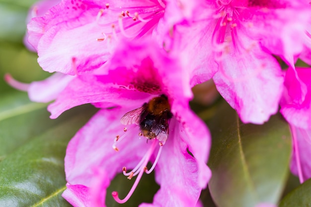 Rosafarbene Rhododendronblumen auf einem blühenden Busch