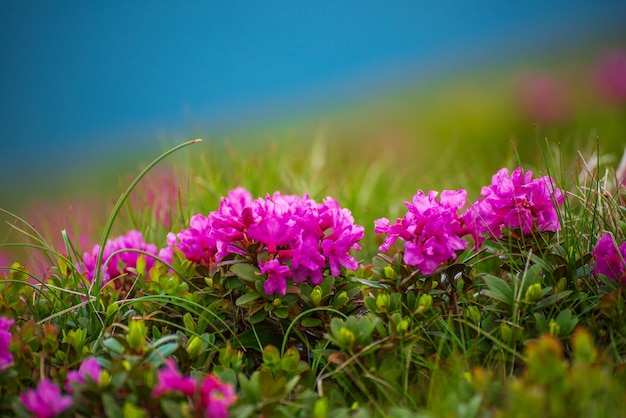 Rosafarbene Rhododendronblumen, die im Blumenhintergrund der Gebirgsnatur wachsen