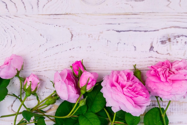 Rosafarbene Rosen auf einem weißen hölzernen Hintergrund Kopienraum der Draufsicht
