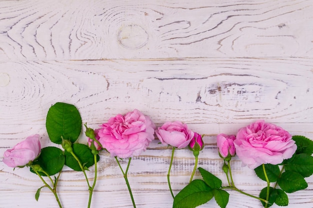 Rosafarbene Rosen auf einem weißen hölzernen Hintergrund Kopienraum der Draufsicht