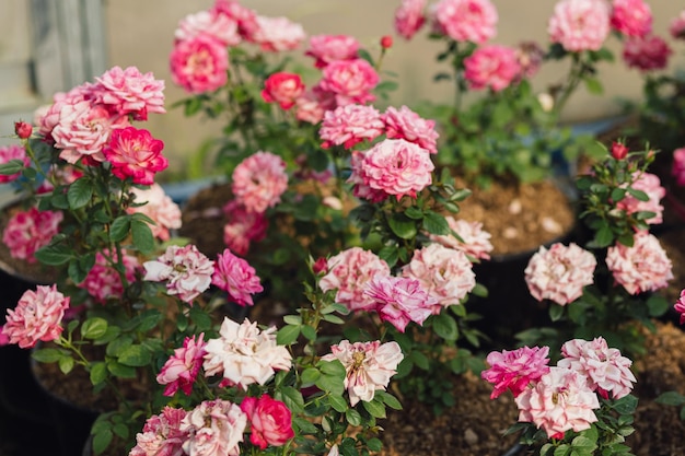 Rosafarbene Rosenblumen, die draußen in der Sommergartennatur wachsen