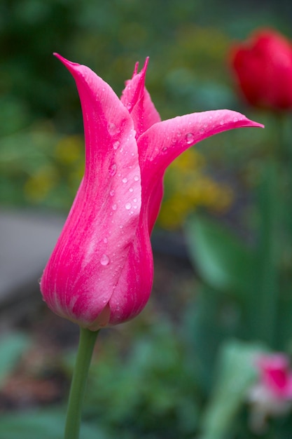Rosafarbene Tulpe, die im Garten in den Tropfentauen wächst