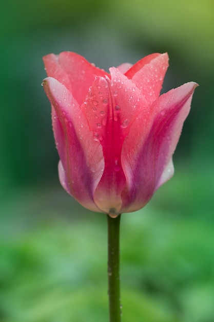 Rosafarbene Tulpe Mirella mit einem weißen Streifen am Rand