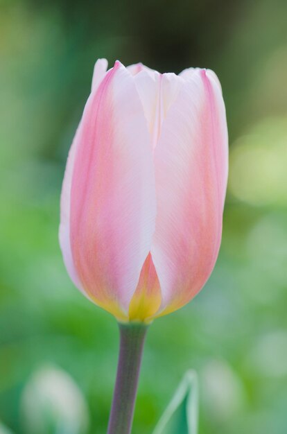 Rosafarbene Tulpe mit einem weißen Streifen am Rand