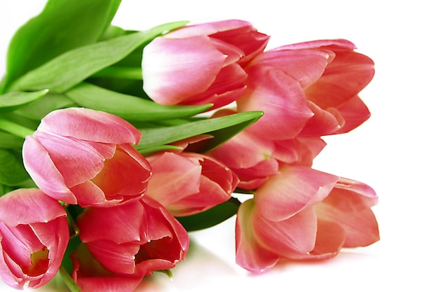 Rosafarbene Tulpen getrennt auf Weiß