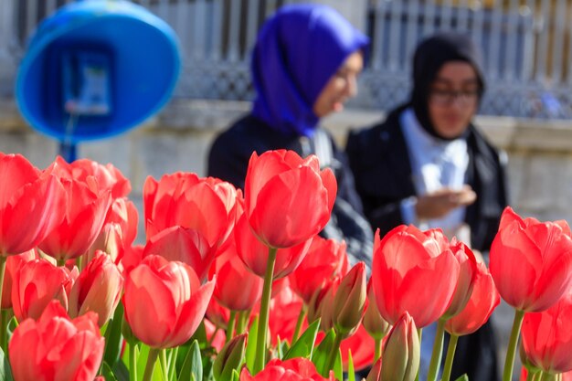 Foto rosafarbene tulpen in der nähe der istanbuler straße während des tulpenfestivals, verschleierte frauen und eine telefonzelle in th