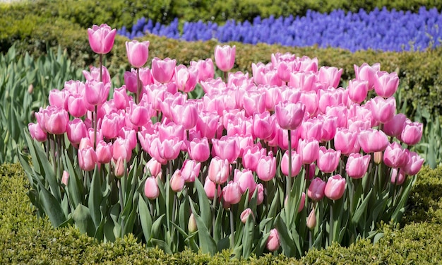 Rosafarbene Tulpenblumen blühen