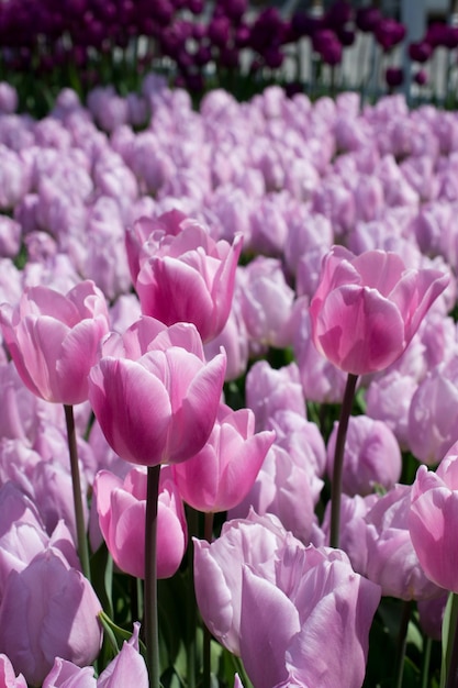 Rosafarbene Tulpenblumen blühen