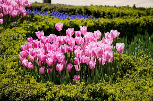 Rosafarbene Tulpenblumen blühen