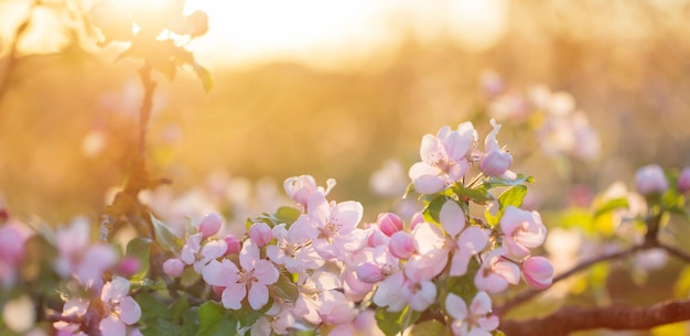 rosafarbene und weiße apfelblumen im sonnenlicht im freien