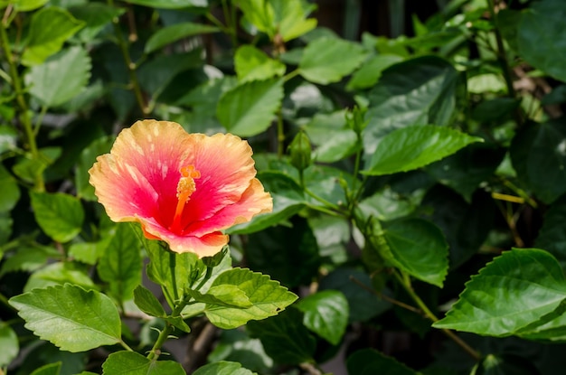 Rosafarbener Blumen- und Unschärfehintergrund im Garten