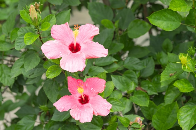 Rosafarbener Hibiscus oder Chinese stiegen in den Garten.