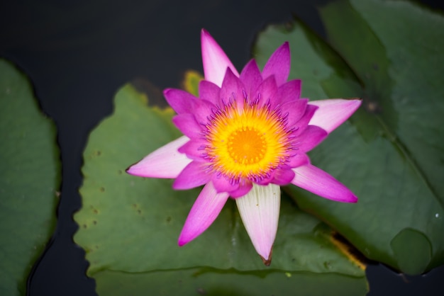 Foto rosafarbener lotos, der auf grünem hintergrund blüht