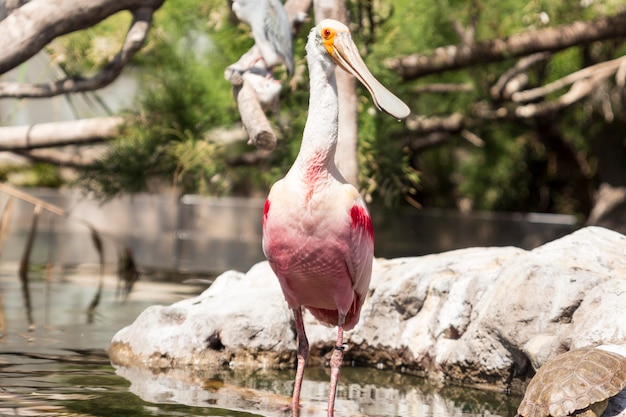 Rosafarbener Spoonbill